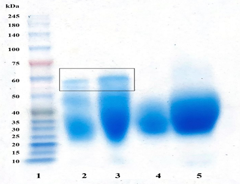 Figure 4: