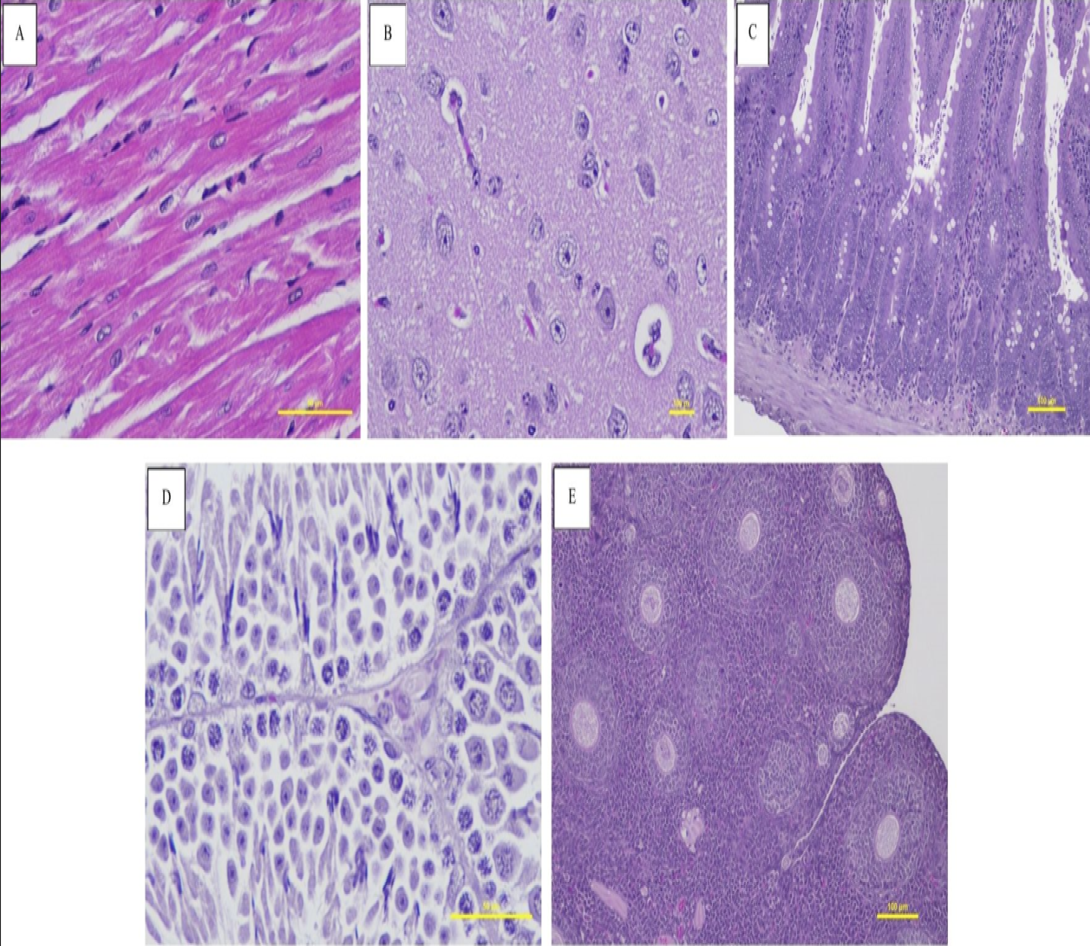 Figure 5: