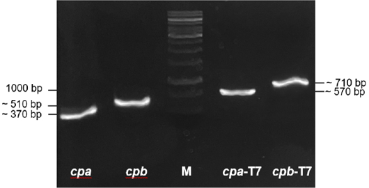 Figure 2: