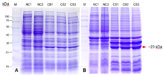 Figure 4: