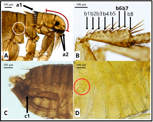 Figure 6: