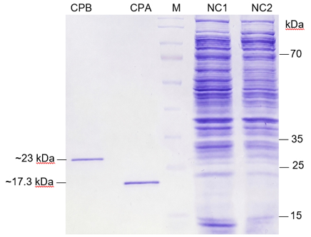 Figure 5: