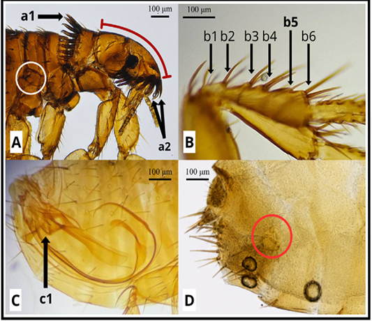 Figure 5:
