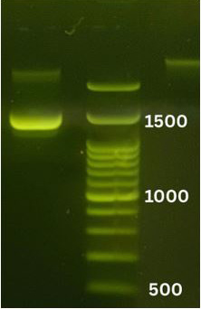 Figure 7: