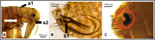 Figure 7: