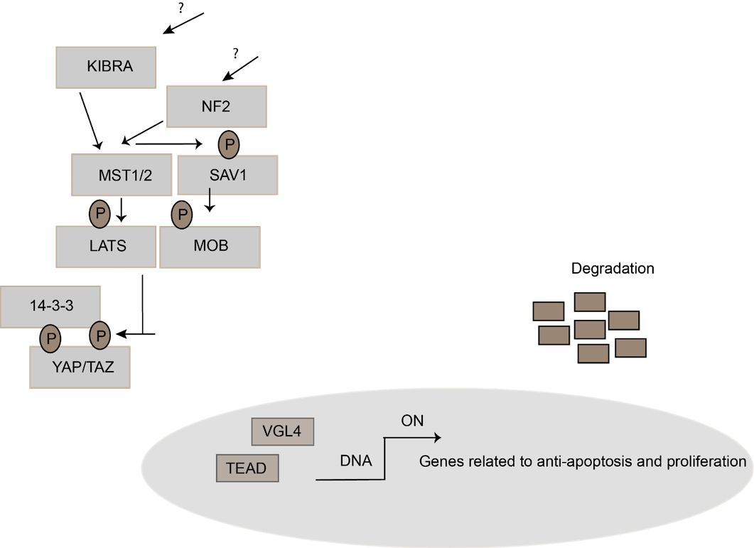Figure 4: