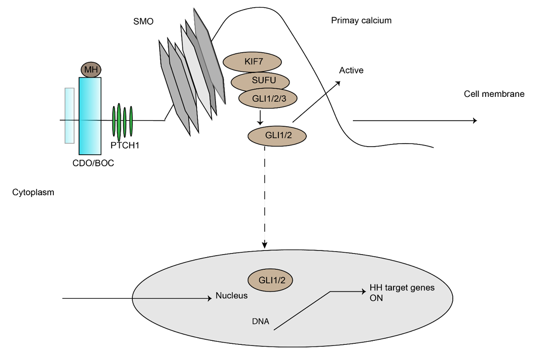 Figure 5: