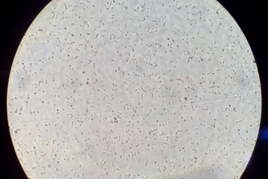 Figure 4: