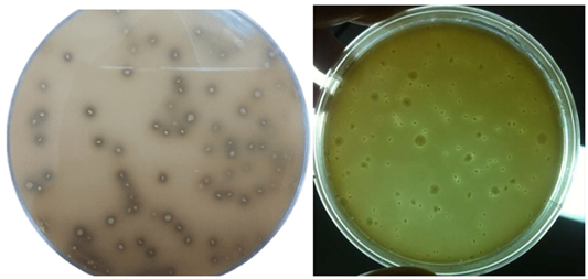 Figure 2: