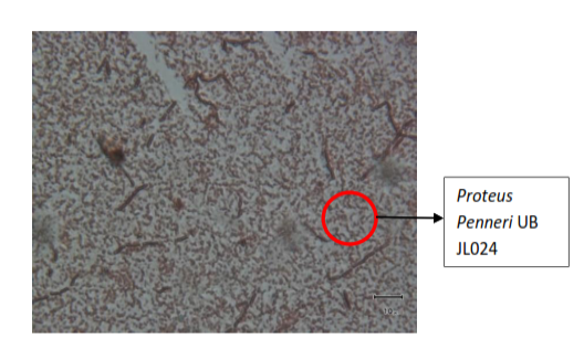 Figure 5: