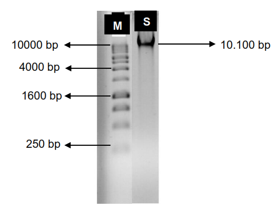 Figure 2: