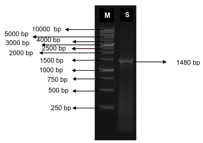 Figure 3: