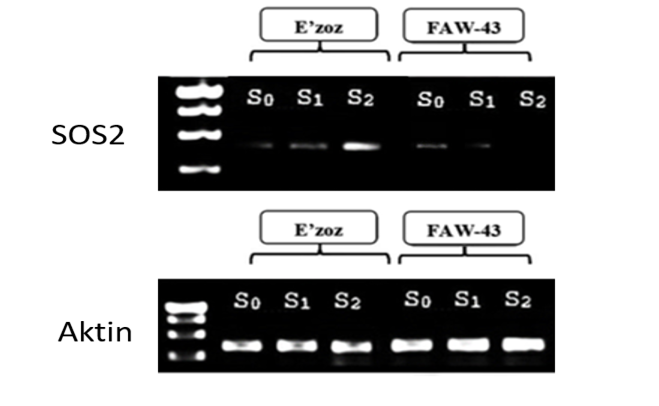 Figure 2: